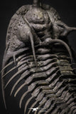 20020 - Museum Grade Trident 3.30 Inch Walliserops trifurcatus Middle Devonian Trilobite