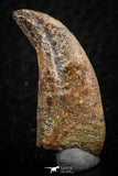 07082 - Top Rare 1.11 Inch Upper Cretaceous Pterosaur Claw KemKem Beds Ifezouane Fm