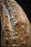 07082 - Top Rare 1.11 Inch Upper Cretaceous Pterosaur Claw KemKem Beds Ifezouane Fm