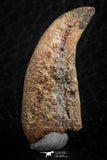 07082 - Top Rare 1.11 Inch Upper Cretaceous Pterosaur Claw KemKem Beds Ifezouane Fm