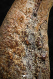 07082 - Top Rare 1.11 Inch Upper Cretaceous Pterosaur Claw KemKem Beds Ifezouane Fm