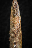 07082 - Top Rare 1.11 Inch Upper Cretaceous Pterosaur Claw KemKem Beds Ifezouane Fm
