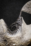 20022 - Museum Grade Trident 2.37 Inch Walliserops trifurcatus Middle Devonian Trilobite