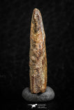 07082 - Top Rare 1.11 Inch Upper Cretaceous Pterosaur Claw KemKem Beds Ifezouane Fm