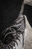 20022 - Museum Grade Trident 2.37 Inch Walliserops trifurcatus Middle Devonian Trilobite
