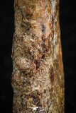 07082 - Top Rare 1.11 Inch Upper Cretaceous Pterosaur Claw KemKem Beds Ifezouane Fm