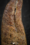 07083 - Top Rare 0.94 Inch Upper Cretaceous Pterosaur Claw KemKem Beds Ifezouane Fm