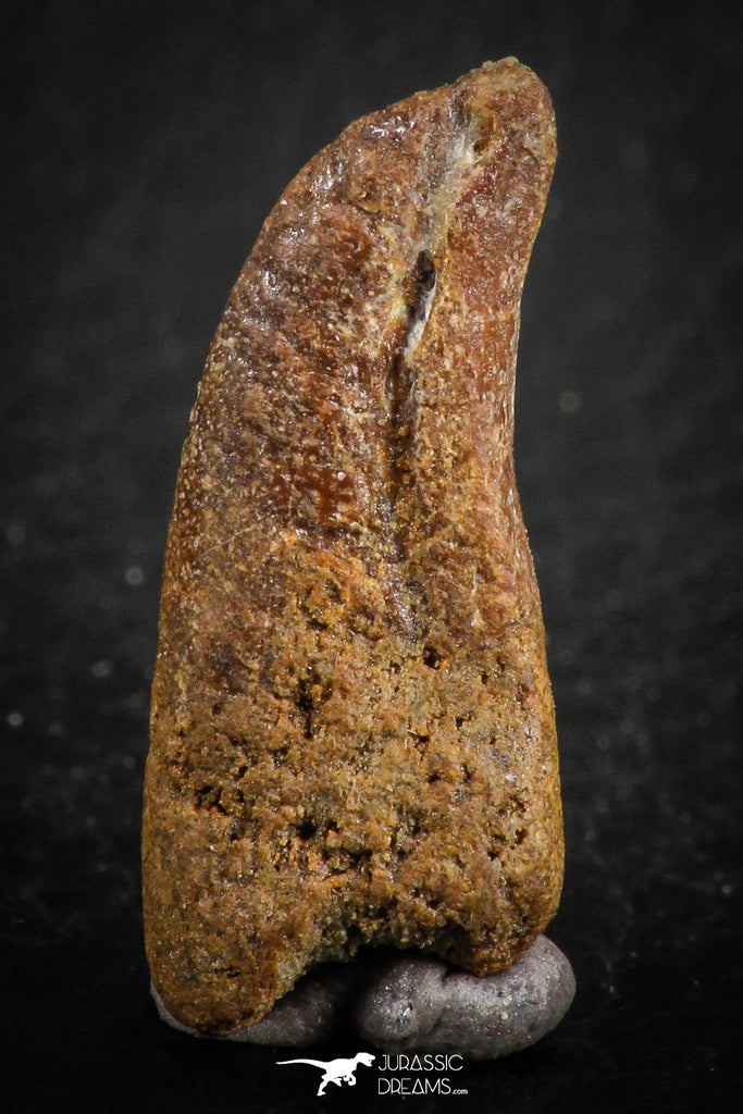 07083 - Top Rare 0.94 Inch Upper Cretaceous Pterosaur Claw KemKem Beds Ifezouane Fm