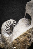 20022 - Museum Grade Trident 2.37 Inch Walliserops trifurcatus Middle Devonian Trilobite