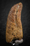 07083 - Top Rare 0.94 Inch Upper Cretaceous Pterosaur Claw KemKem Beds Ifezouane Fm