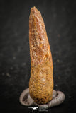 07083 - Top Rare 0.94 Inch Upper Cretaceous Pterosaur Claw KemKem Beds Ifezouane Fm