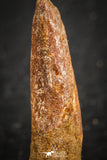 07083 - Top Rare 0.94 Inch Upper Cretaceous Pterosaur Claw KemKem Beds Ifezouane Fm