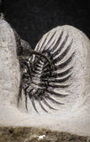 20022 - Museum Grade Trident 2.37 Inch Walliserops trifurcatus Middle Devonian Trilobite