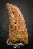07083 - Top Rare 0.94 Inch Upper Cretaceous Pterosaur Claw KemKem Beds Ifezouane Fm
