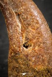 07083 - Top Rare 0.94 Inch Upper Cretaceous Pterosaur Claw KemKem Beds Ifezouane Fm