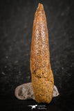 07083 - Top Rare 0.94 Inch Upper Cretaceous Pterosaur Claw KemKem Beds Ifezouane Fm