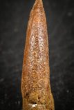 07083 - Top Rare 0.94 Inch Upper Cretaceous Pterosaur Claw KemKem Beds Ifezouane Fm