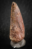 07084 - Top Rare 1.51 Inch Unidentified Theropod Dinosaur Toe Foot Claw Cretaceous KemKem