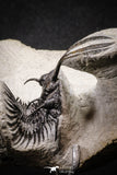 20022 - Museum Grade Trident 2.37 Inch Walliserops trifurcatus Middle Devonian Trilobite
