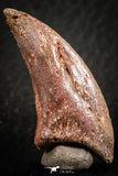 07084 - Top Rare 1.51 Inch Unidentified Theropod Dinosaur Toe Foot Claw Cretaceous KemKem