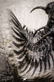 20022 - Museum Grade Trident 2.37 Inch Walliserops trifurcatus Middle Devonian Trilobite