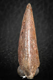 07084 - Top Rare 1.51 Inch Unidentified Theropod Dinosaur Toe Foot Claw Cretaceous KemKem
