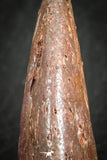 07084 - Top Rare 1.51 Inch Unidentified Theropod Dinosaur Toe Foot Claw Cretaceous KemKem