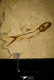 30070- Museum Grade Association Nematonotus + Prionolepis + Davichthys Fossil Fish - Cretaceous Lebanon