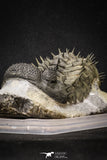 20023 - Top Huge Spiny 4.45 Inch Drotops armatus Middle Devonian Trilobite