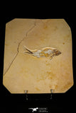 30071 - Top Quality 5.67 Inch Unidentified Fossil Fish - Upper Cretaceous Morocco