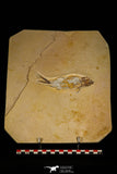 30071 - Top Quality 5.67 Inch Unidentified Fossil Fish - Upper Cretaceous Morocco