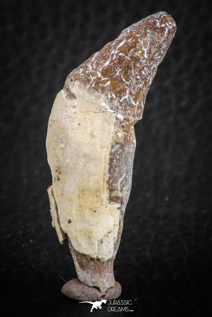 07089 - Extremely Rare 1.92 Inch Pappocetus lugardi (Whale Ancestor) Incisor Rooted Tooth