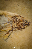 30071 - Top Quality 5.67 Inch Unidentified Fossil Fish - Upper Cretaceous Morocco