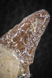 07089 - Extremely Rare 1.92 Inch Pappocetus lugardi (Whale Ancestor) Incisor Rooted Tooth