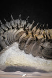 20024 - Top Huge Spiny 4.51 Inch Drotops armatus Middle Devonian Trilobite