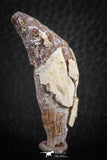 07089 - Extremely Rare 1.92 Inch Pappocetus lugardi (Whale Ancestor) Incisor Rooted Tooth