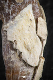 07089 - Extremely Rare 1.92 Inch Pappocetus lugardi (Whale Ancestor) Incisor Rooted Tooth