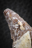 07089 - Extremely Rare 1.92 Inch Pappocetus lugardi (Whale Ancestor) Incisor Rooted Tooth