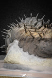 20024 - Top Huge Spiny 4.51 Inch Drotops armatus Middle Devonian Trilobite