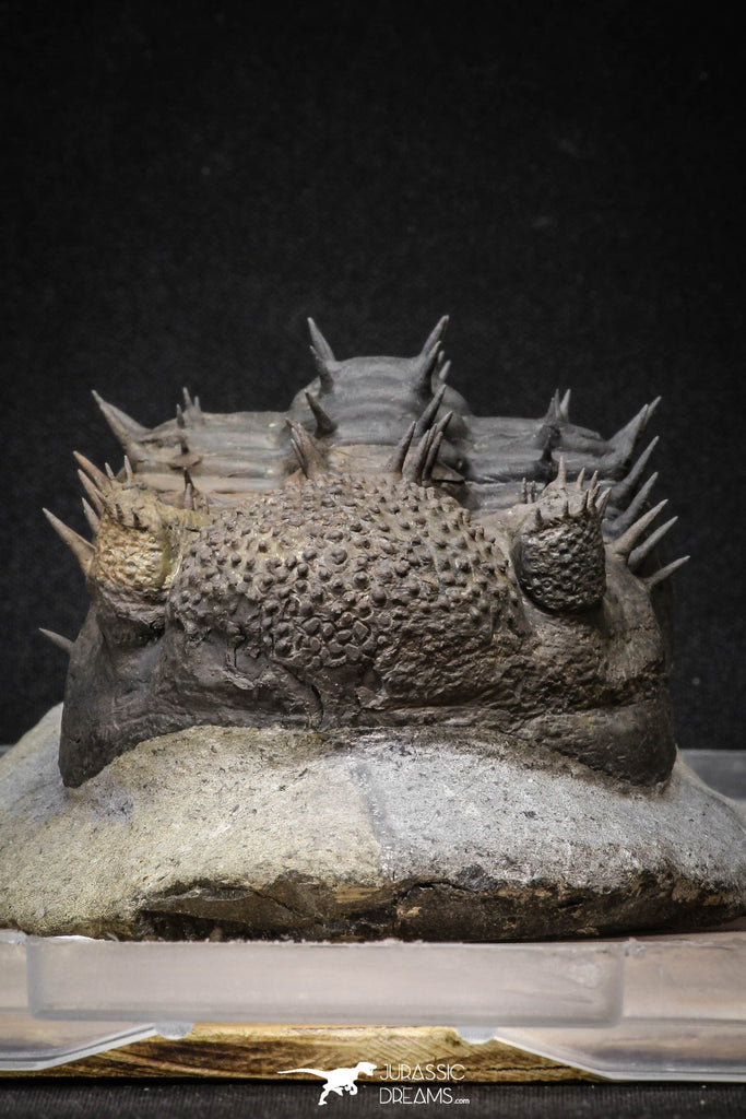 20024 - Top Huge Spiny 4.51 Inch Drotops armatus Middle Devonian Trilobite