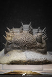 20024 - Top Huge Spiny 4.51 Inch Drotops armatus Middle Devonian Trilobite