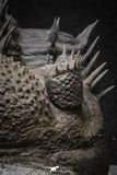 20024 - Top Huge Spiny 4.51 Inch Drotops armatus Middle Devonian Trilobite