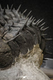 20024 - Top Huge Spiny 4.51 Inch Drotops armatus Middle Devonian Trilobite
