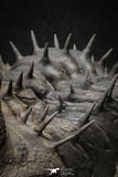 20024 - Top Huge Spiny 4.51 Inch Drotops armatus Middle Devonian Trilobite