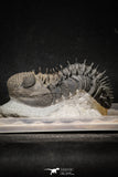 20024 - Top Huge Spiny 4.51 Inch Drotops armatus Middle Devonian Trilobite