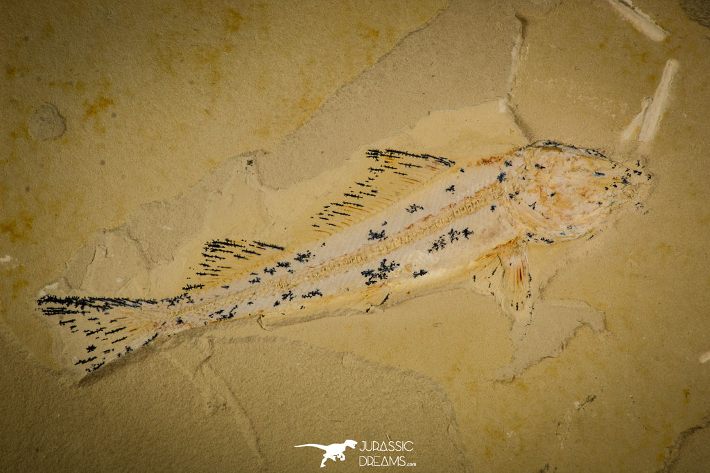 30073 - Nicely Preserved 4.45 Inch Unidentified Fossil Fish - Upper Cretaceous Morocco