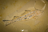 30073 - Nicely Preserved 4.45 Inch Unidentified Fossil Fish - Upper Cretaceous Morocco