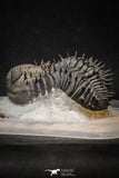 20024 - Top Huge Spiny 4.51 Inch Drotops armatus Middle Devonian Trilobite