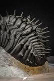 20024 - Top Huge Spiny 4.51 Inch Drotops armatus Middle Devonian Trilobite