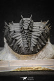 20024 - Top Huge Spiny 4.51 Inch Drotops armatus Middle Devonian Trilobite
